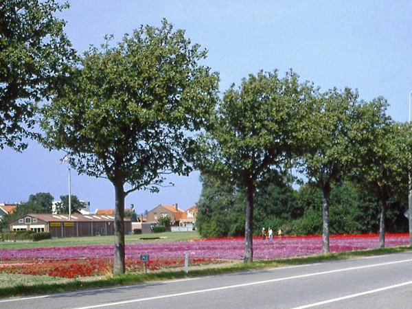 Šermukšnis švediškas (lot. Sorbus intermedia) -c5 Šermukšnis švediškas (lot. Sorbus intermedia) -c5